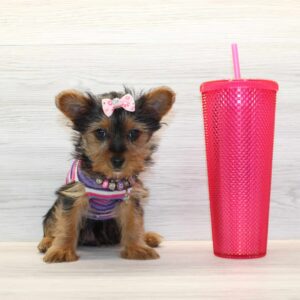 Insta - Toy Yorkie Puppy