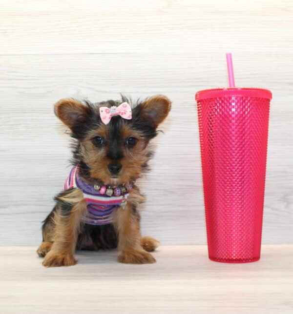 Insta - Toy Yorkie Puppy
