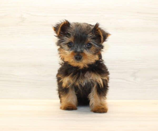Ami - Tiny Teacup Yorkie Puppy - Image 2