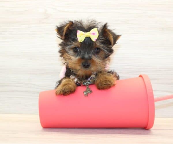 Ami - Tiny Teacup Yorkie Puppy - Image 3