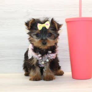 Ami - Tiny Teacup Yorkie Puppy
