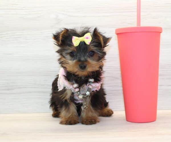 Ami - Tiny Teacup Yorkie Puppy
