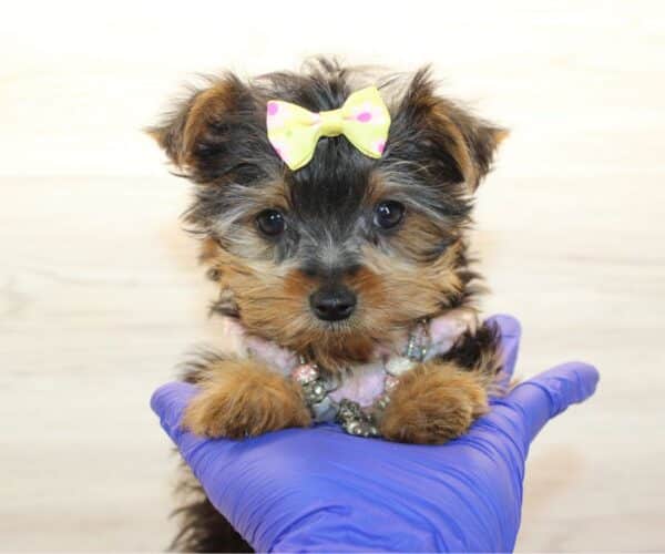 Ami - Tiny Teacup Yorkie Puppy - Image 6