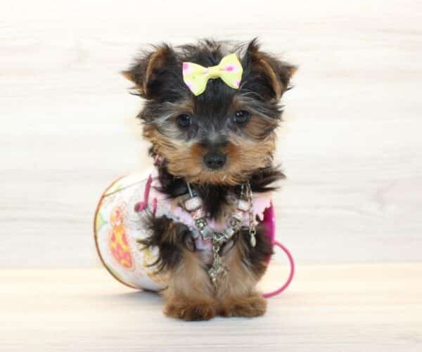 Ami - Tiny Teacup Yorkie Puppy - Image 4