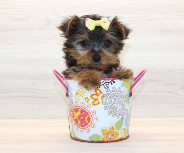 Ami - Tiny Teacup Yorkie Puppy - Image 5
