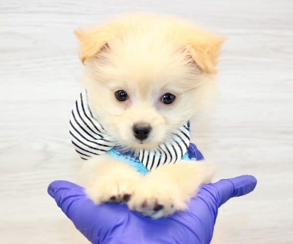 Boo - Teacup Pomapoo Puppy - Image 5
