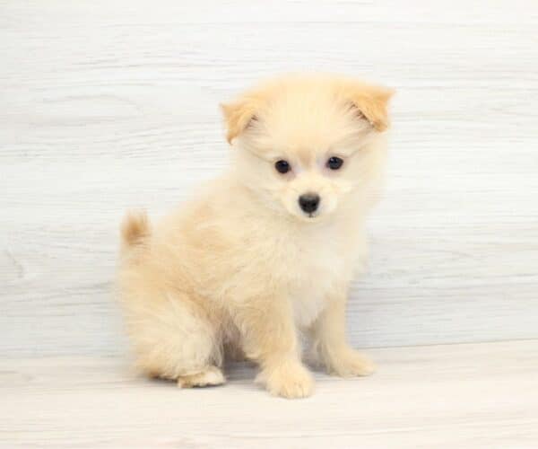 Boo - Teacup Pomapoo Puppy - Image 4