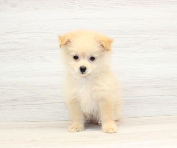 Boo - Teacup Pomapoo Puppy - Image 3