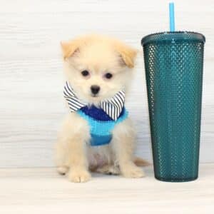 Boo - Teacup Pomapoo Puppy
