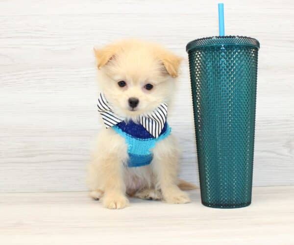 Boo - Teacup Pomapoo Puppy
