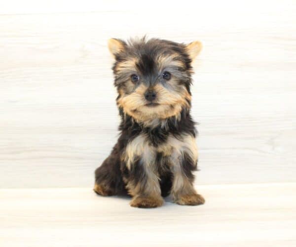 Boom - Teacup Yorkie Puppy - Image 5