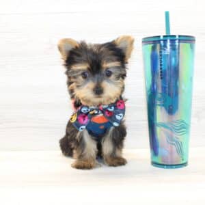 Boom - Teacup Yorkie Puppy