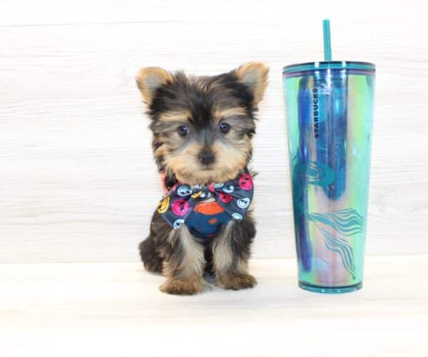 Boom - Teacup Yorkie Puppy