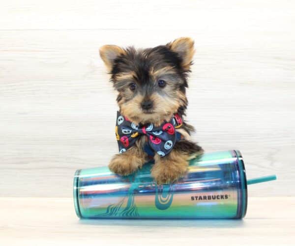 Boom - Teacup Yorkie Puppy - Image 4