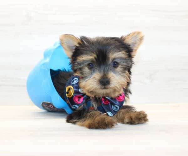 Boom - Teacup Yorkie Puppy - Image 2
