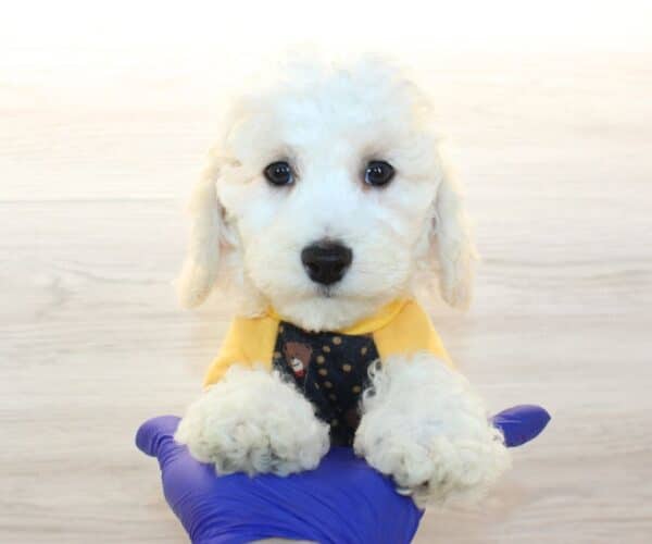 Breezy - Toy BichaPoo Puppy - Image 2