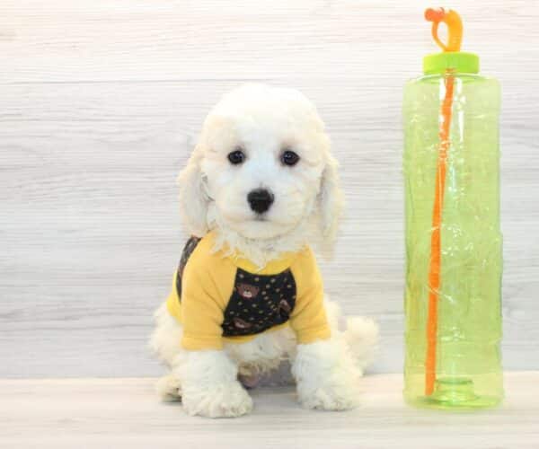 Breezy - Toy BichaPoo Puppy