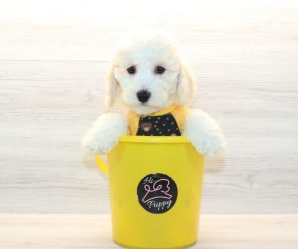 Breezy - Toy BichaPoo Puppy - Image 3