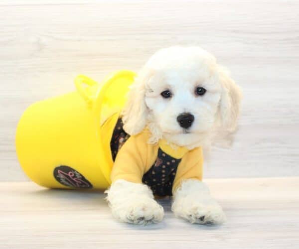 Breezy - Toy BichaPoo Puppy - Image 4