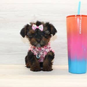 Canva - Teacup Yorkie Puppy