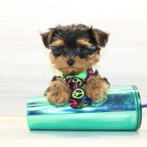 Clap - Teacup Yorkie Puppy