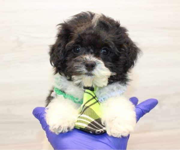 Claude - Teacup Maltipoo Puppy - Image 5