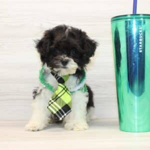 Claude - Teacup Maltipoo Puppy