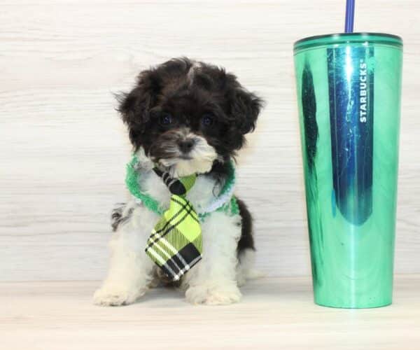 Claude - Teacup Maltipoo Puppy