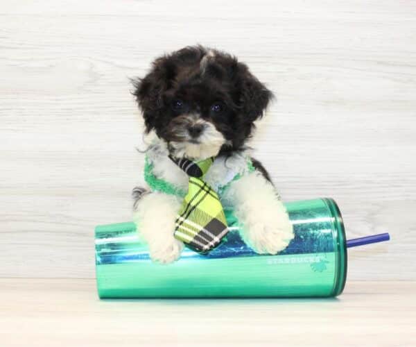 Claude - Teacup Maltipoo Puppy - Image 3