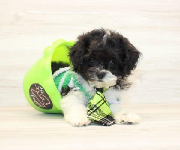 Claude - Teacup Maltipoo Puppy - Image 4