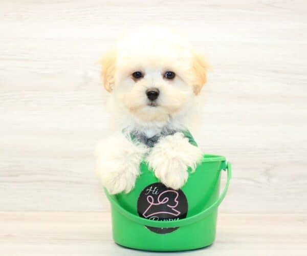 Codie - Teacup Maltipoo Puppy - Image 3