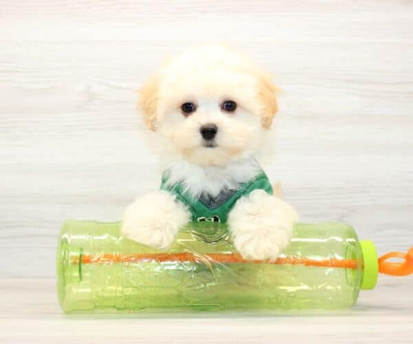 Codie - Teacup Maltipoo Puppy - Image 2