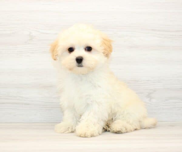 Codie - Teacup Maltipoo Puppy - Image 4