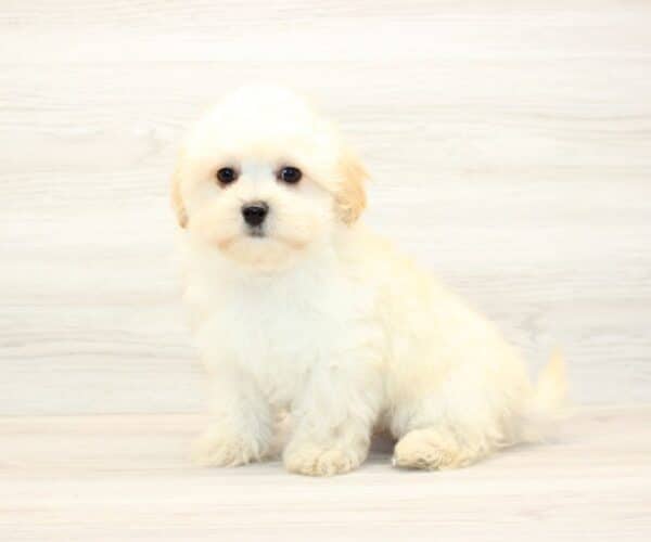 Codie - Teacup Maltipoo Puppy - Image 5