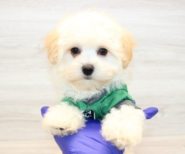 Codie - Teacup Maltipoo Puppy - Image 6