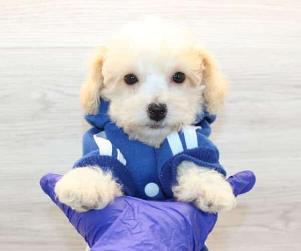 Curly - Toy Poodle Puppy - Image 3