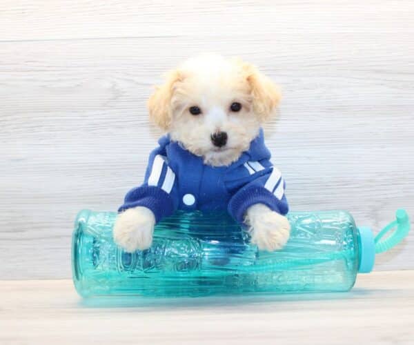 Curly - Toy Poodle Puppy - Image 2