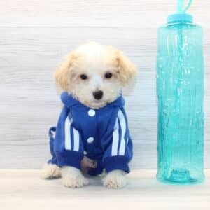 Curly - Toy Poodle Puppy
