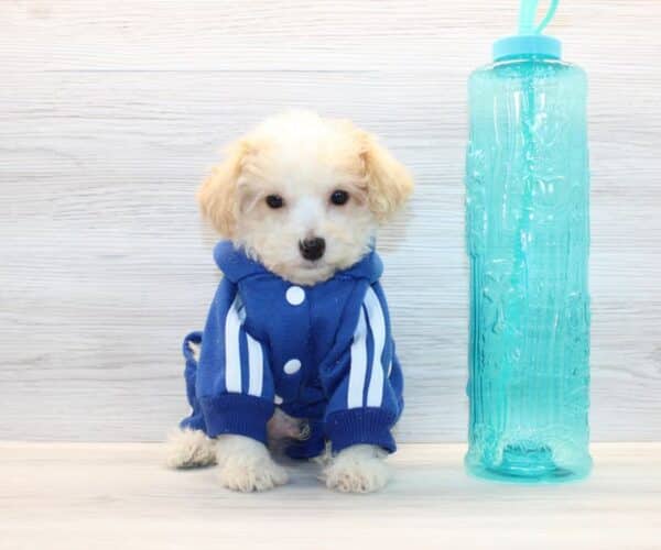 Curly - Toy Poodle Puppy