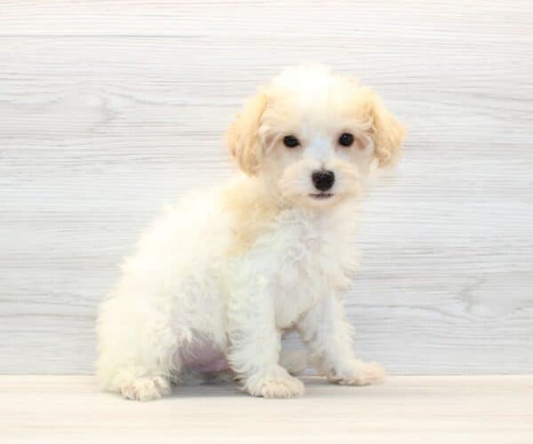 Curly - Toy Poodle Puppy - Image 4