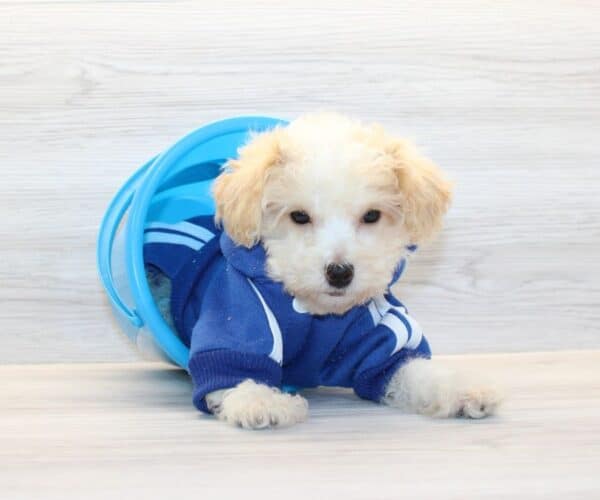 Curly - Toy Poodle Puppy - Image 5