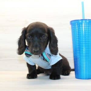Felix - Miniature Dachshund Puppy