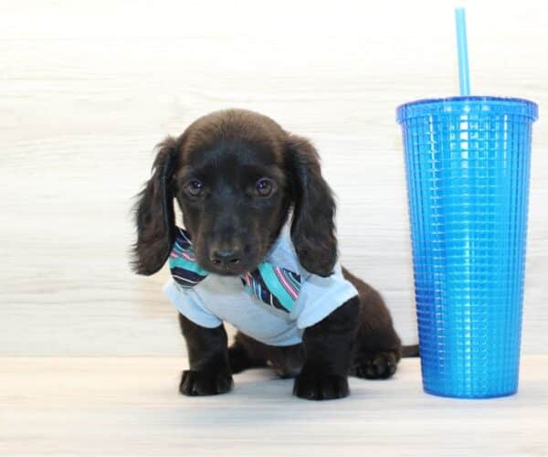 Felix - Miniature Dachshund Puppy