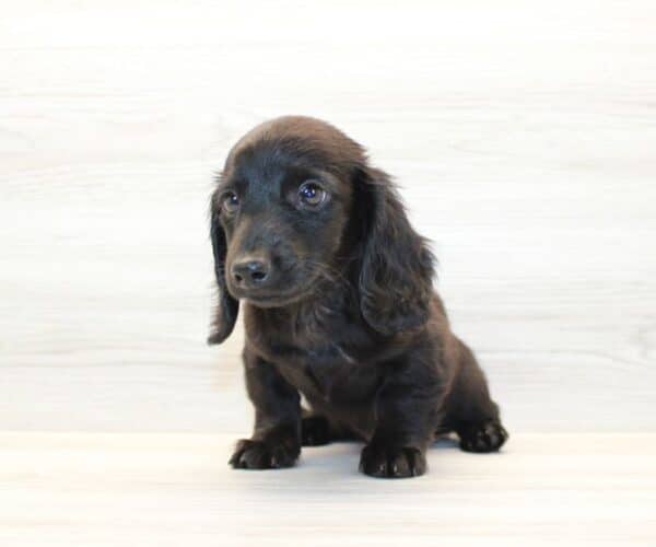 Felix - Miniature Dachshund Puppy - Image 2