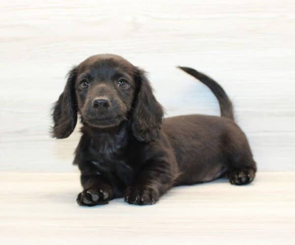 Felix - Miniature Dachshund Puppy - Image 5