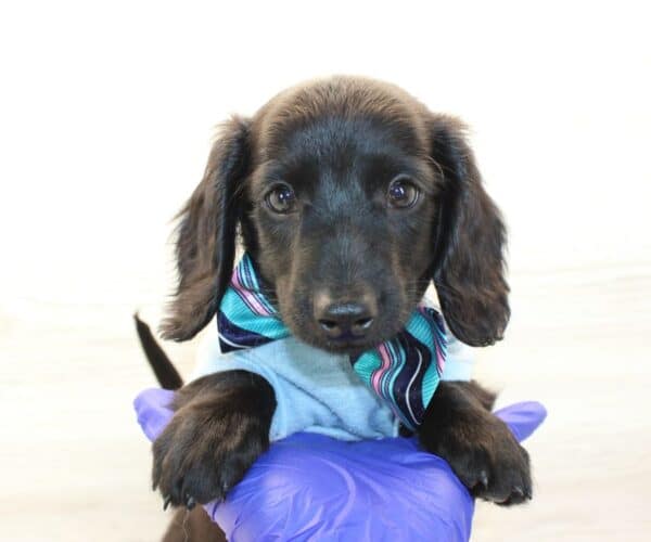 Felix - Miniature Dachshund Puppy - Image 4