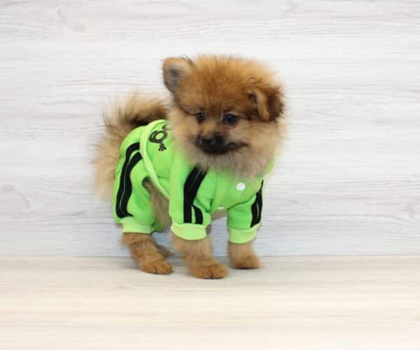 Gemini - Toy Pomeranian Puppy - Image 4