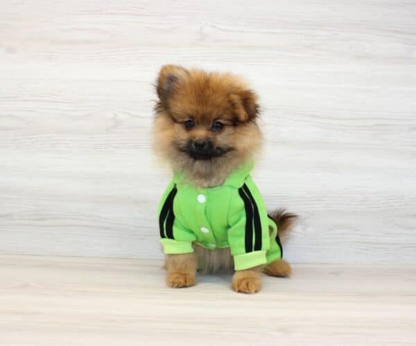 Gemini - Toy Pomeranian Puppy - Image 3