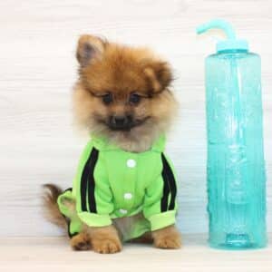 Gemini - Toy Pomeranian Puppy