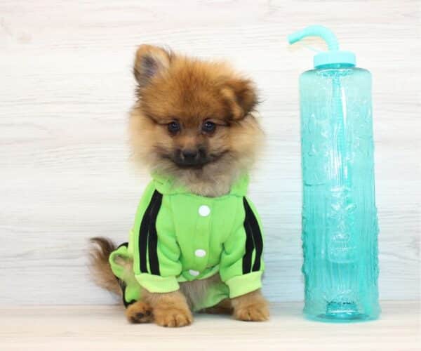 Gemini - Toy Pomeranian Puppy
